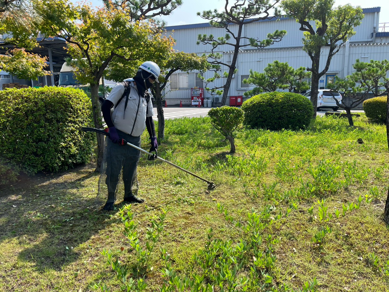 剪定の重要性と技術