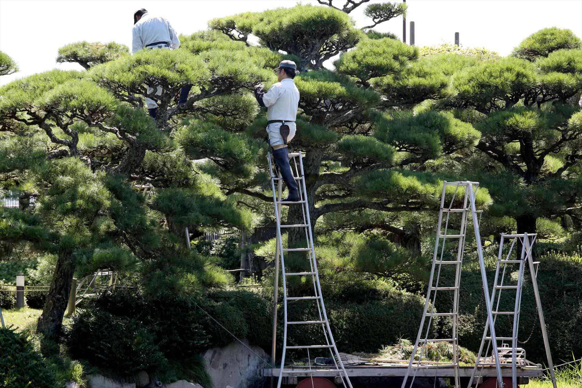 剪定を実施 | 京都の造園なら株式会社山一造園